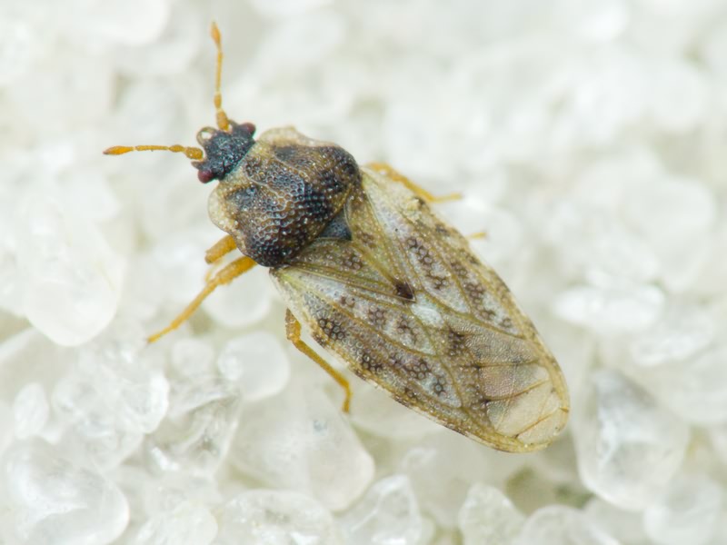 Piesma maculatum (Laporte, 1833)